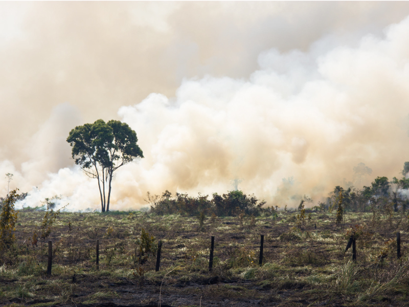 Burning forestland for crops